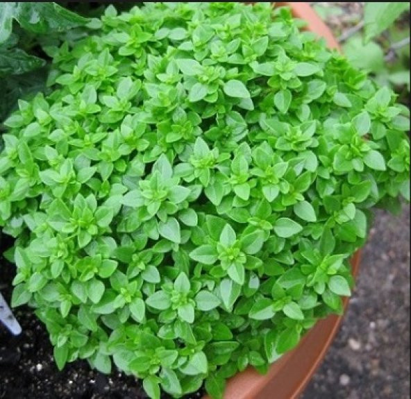 Top Reyhan Tohumu 100+ Tohum N11.6857 ürün görseli