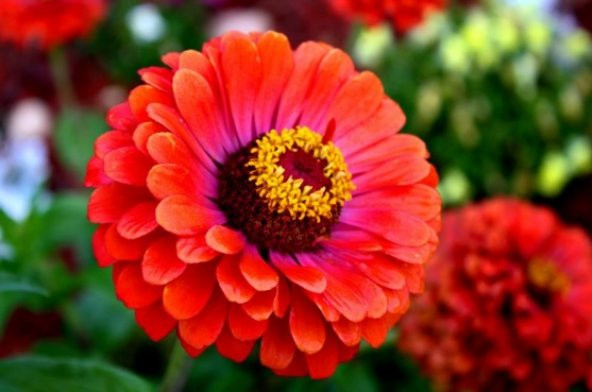 Beybeğendi Çiçeği Tohumu 10+ Tohum N11.7563 ürün görseli