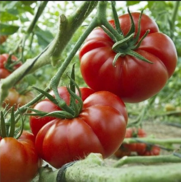 Marmande Domates Tohumu 25+ Tohum N11.3343