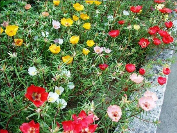 Karışık İpek Çiçeği Tohumu 100+ Tohum N11.1958