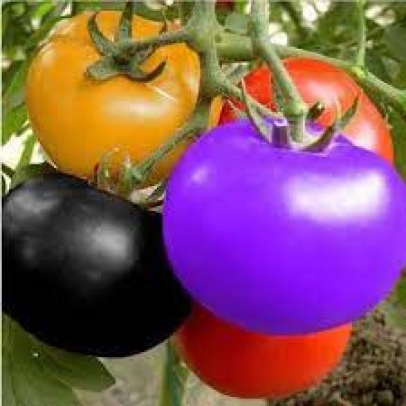 15 Adet Tohum Nadir Bulunan Gökkuşağı Rengarenk Domates Saksı Top ürün görseli