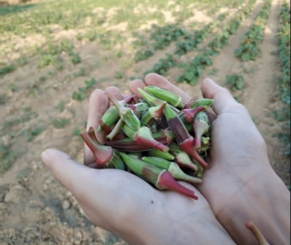 Kınalı Bamya Tohumu 300+ Tohum N11.8503 ürün görseli