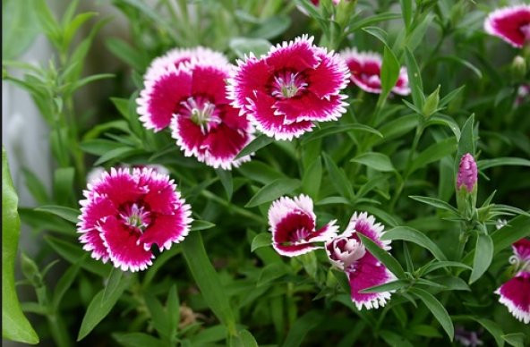 Çin Evi Çiçeği Tohumu 10+ Tohum N11.6523 ürün görseli