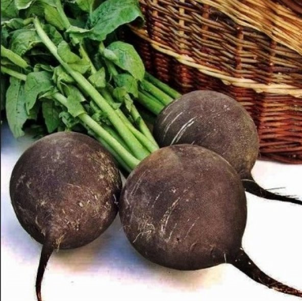 Siyah Turp Tohumu 500+ Tohum N11.7516 ürün görseli