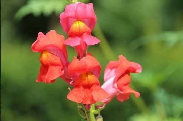 Turuncu Aslanağzı Tohumu 10+ Tohum N11.6779 ürün görseli