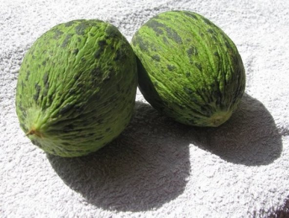 Hıdırbey Kavun Tohumu 25+ Tohum N11.3933 ürün görseli