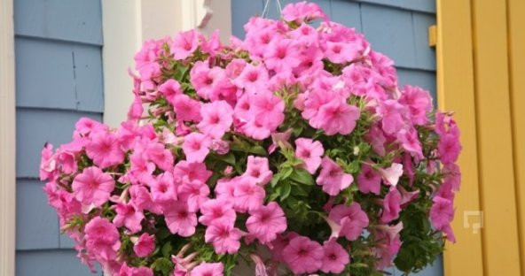 Pembe Petunya Çiçeği Tohumu 10+ Tohum N11.4297