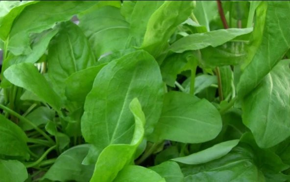 Kuzu Kulağı Tohumu Ekşi Otu Tohumu 300+ Tohum N11.6866 ürün görseli