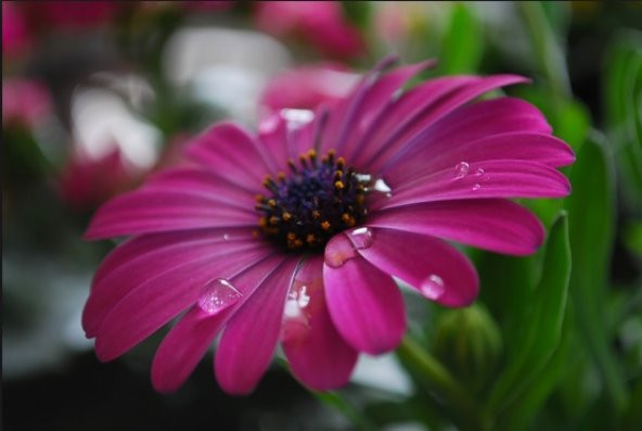 Lila Afrika Papatyası Tohumu 10+ Tohum N11.6462 ürün görseli