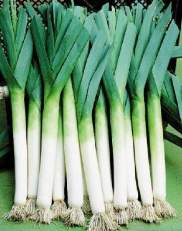 İnegöl Pırasa Tohumu 300+ Tohum N11.6884