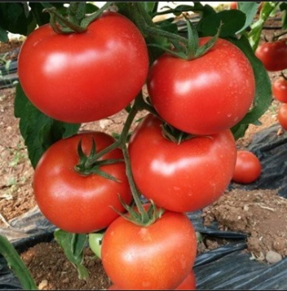 Falcon Domates Tohumu 100+ Tohum N11.6986 ürün görseli