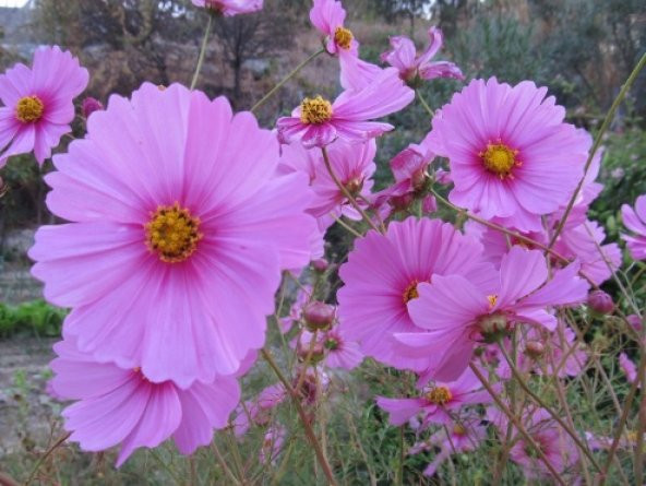 Kosmos Çiçeği Tohumu 10+ Tohum N11.6477 ürün görseli 1