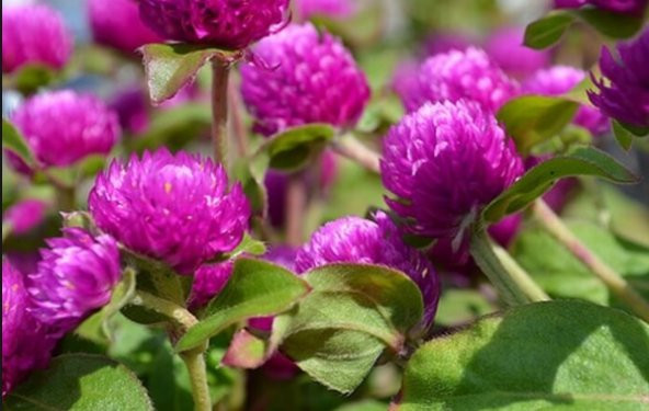 Hanım Düğmesi Çiçeği Tohumu 15+ Tohum N11.7615 ürün görseli 1