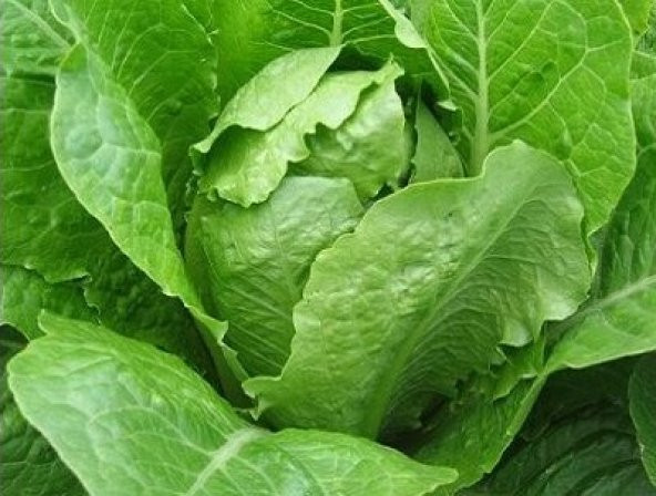 Şemikler Marul Tohumu 100+ Tohum N11.8436 ürün görseli