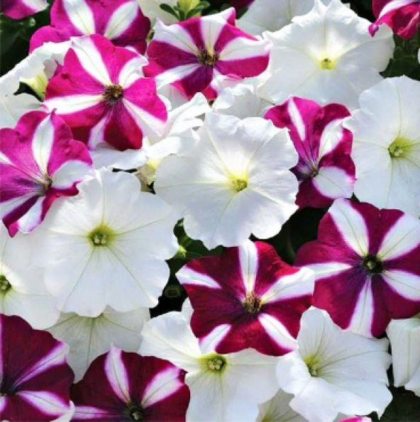 Beyaz Petunya Çiçeği Tohumu 100+ Tohum N11.1815 ürün görseli