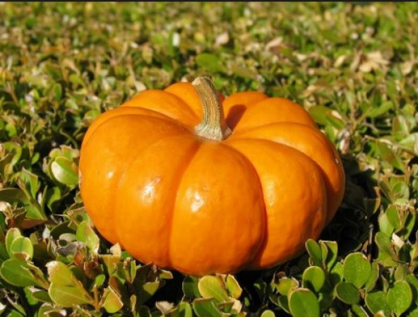 Balkabağı Tohumu 15+ Tohum N11.7172 ürün görseli