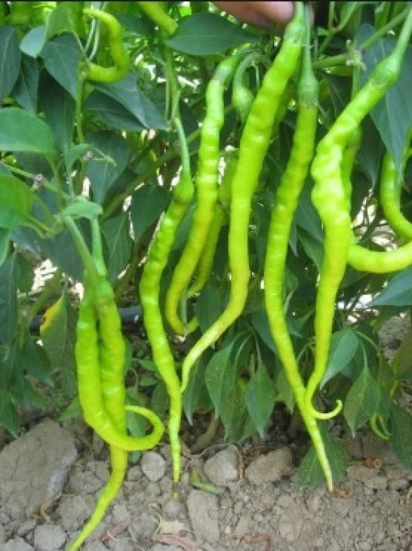 Tatlı Kıl Biber Tohumu 500+ Tohum N11.8616 ürün görseli 1