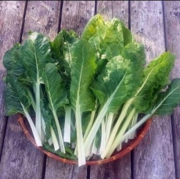 Geniş Yaprak Pazı Tohumu 100+ Tohum N11.8452 ürün görseli