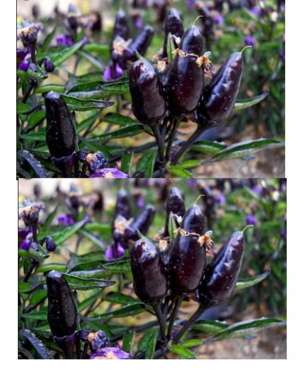 Mor Cin Biberi Tohumu 300+ Tohum N11.8485 ürün görseli