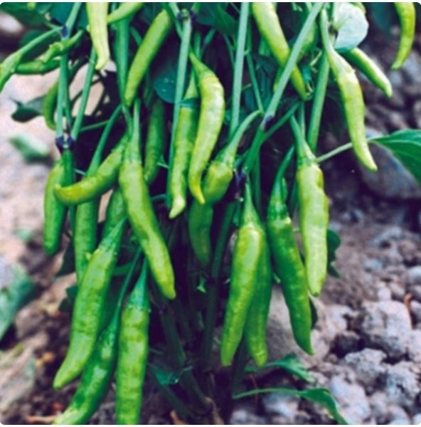 Aşağı Bakan Biber Tohumu 100+ Tohum N11.7888 ürün görseli