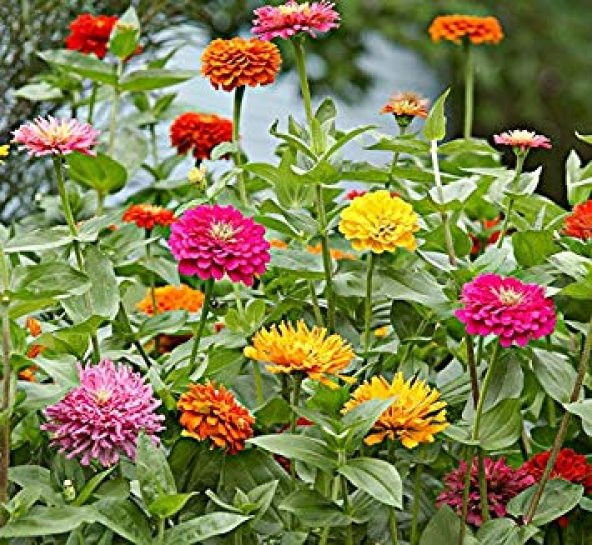 Fidanistanul Zinnia Karışık Renk Çiçek Tohumu 150 Adet