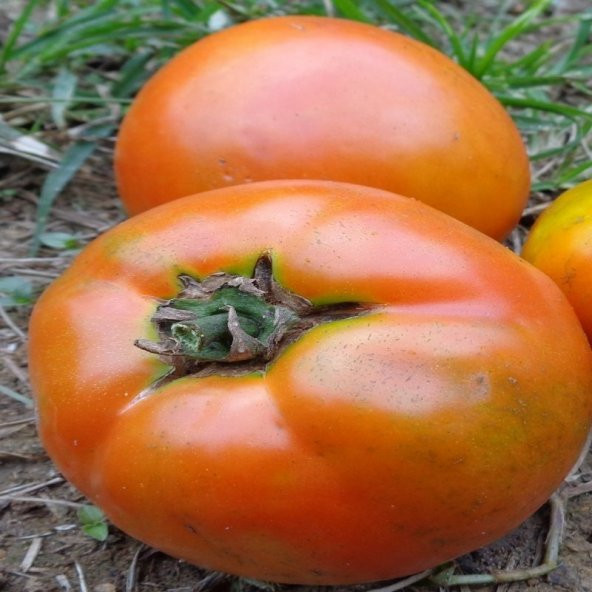 Bol Sulu Homestead Domates Tohumu- 20 Tohum ürün görseli