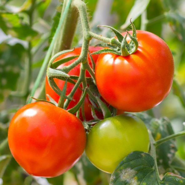 Ancon Domates Tohumu 500 Adet N11.5534 ürün görseli