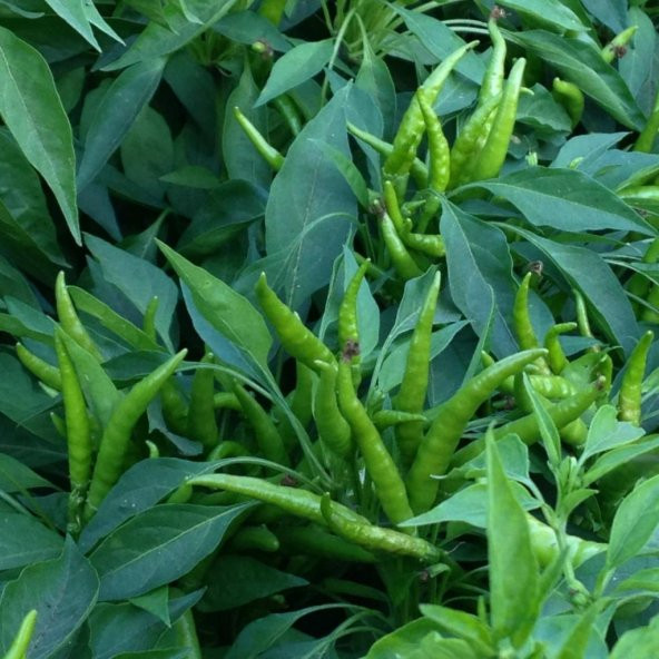 Toros Yediveren Yukarı Büyüyen Acı Cin Biber Tohumu 10 Gram ürün görseli