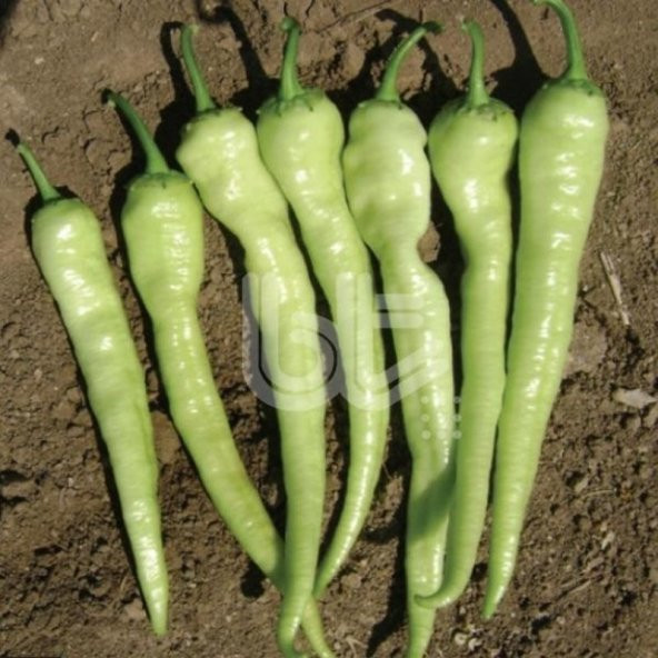 Doğal Acı Çorlı Acı Çarliston Biber Tohumu 300 Tohum ürün görseli 1