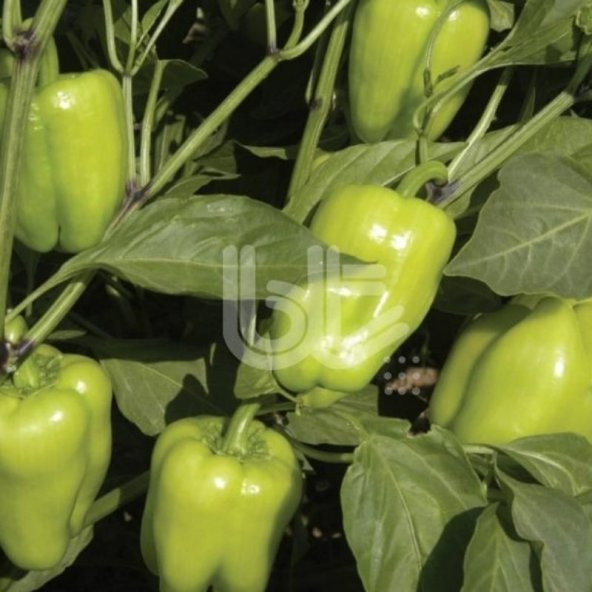 Bol Verimli Geleneksel Doru 16 Dolmalık Biber Tohumu 10 Gr ürün görseli