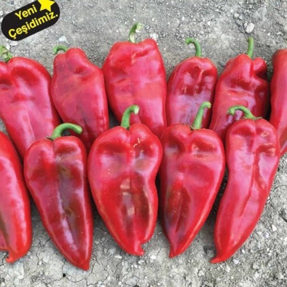 Bol Verimli Geleneksel Kapstar Yağlık Salçalık Biber Tohumu 10 G ürün görseli