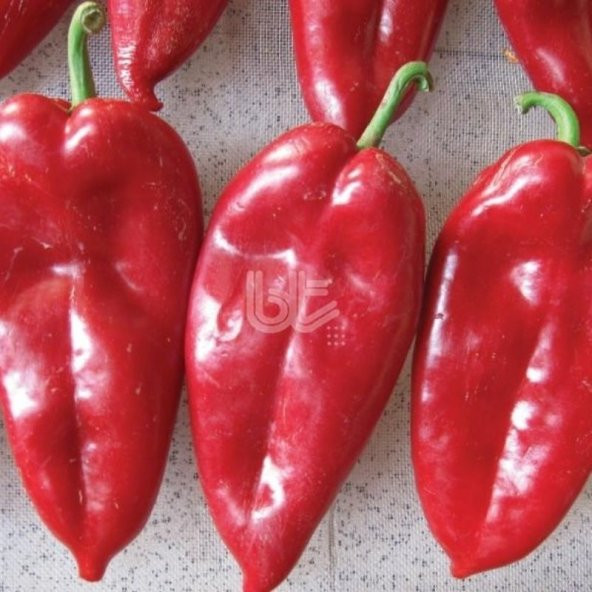 Geleneksel Bol Verimli Burkap Yağlık Salçalık Biber Tohumu 10 Gr ürün görseli