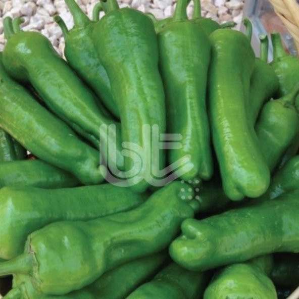 Geleneksel Sofralık Bol Verimli Trilob Üç Burun Biber Tohumu 10 ürün görseli