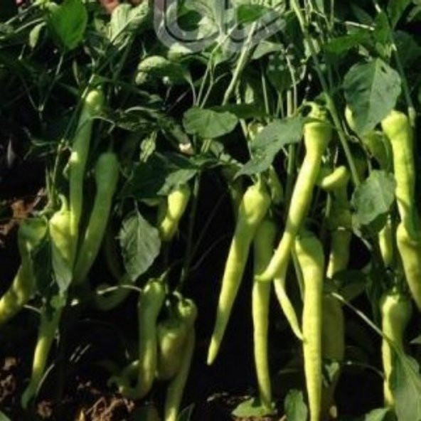 Geleneksel Çok Verimli Çarliston Yalova 341 Biber Tohumu 10 Gr ürün görseli