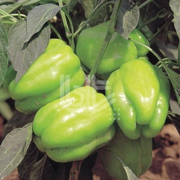 Bodur Geleneksel Yüksek Verimli Kandil Dolmalık Biber Tohumu 10 ürün görseli