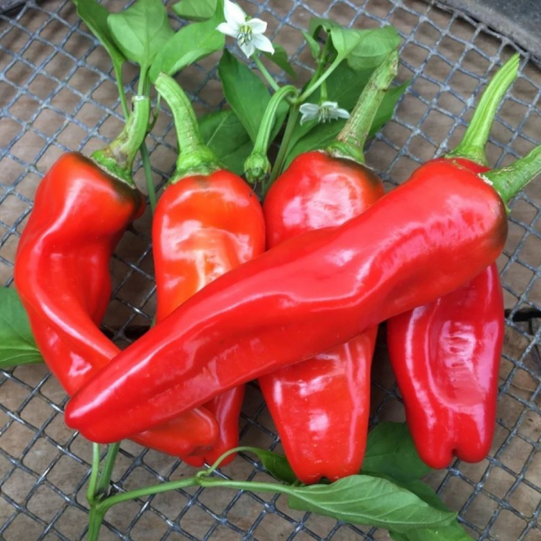 Urfa İsotu Acı Biber Tohumu 10 Gram ürün görseli