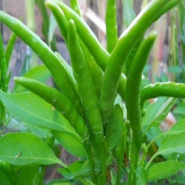 Acı Beş Parmak Biber Tohumu 440 Tohum ürün görseli