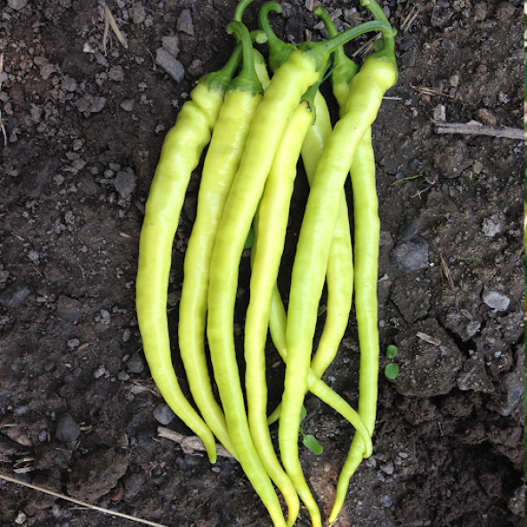 Sarı Tatlı Kıl Biber Tohumu 10 Gram ürün görseli