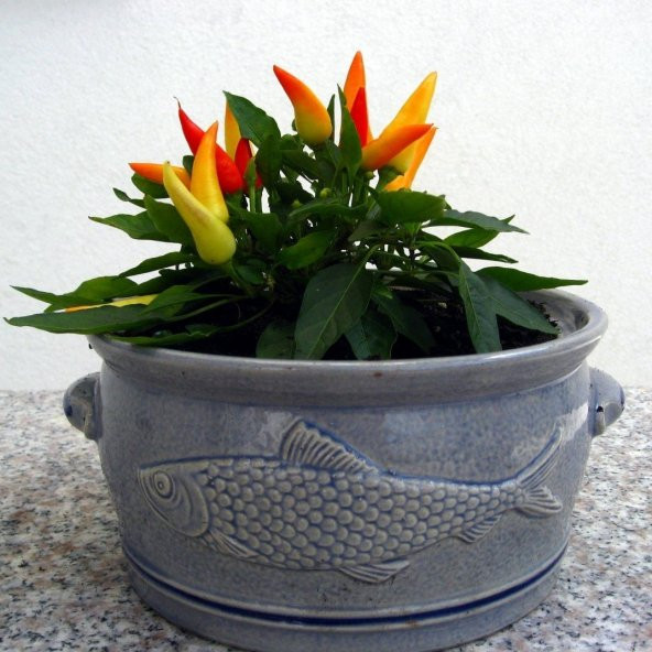 Evim Saksılık Acı Biber Tohumu 5 Gram ürün görseli