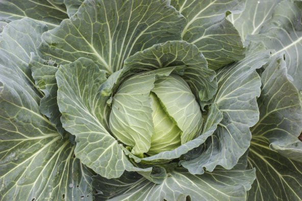 Karadeniz Kara Lahanası Tohumu 20 Adet ürün görseli