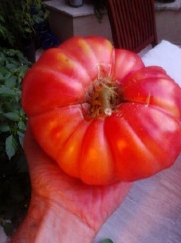 Okka Domates Tohumu Yerini Severse 700-800 Gr. Olabilir.: 10 Ad ürün görseli