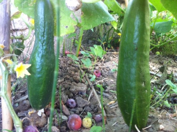 Sırık Salatalık Tohumu Yerli 10 Adet ürün görseli