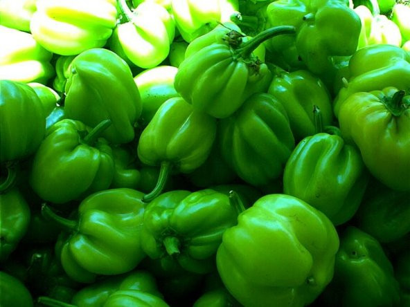 Dolma Biber Kandil Tohumu Yerli 30 Adet - 1