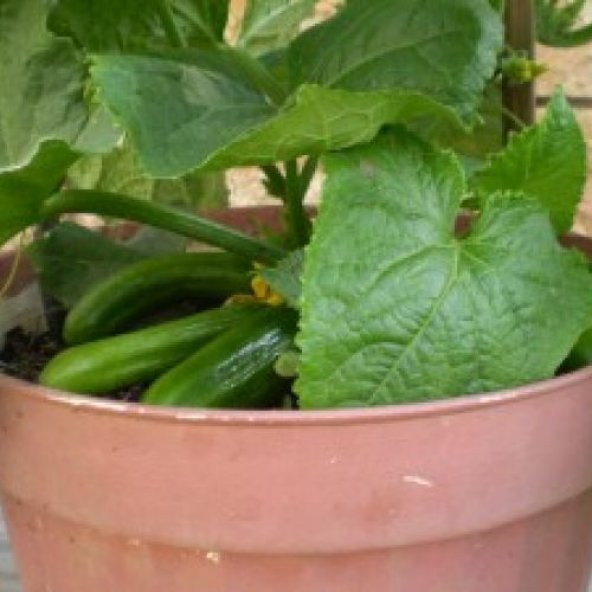 Saksı Salatalığı Tohumu: 10 Adet ürün görseli