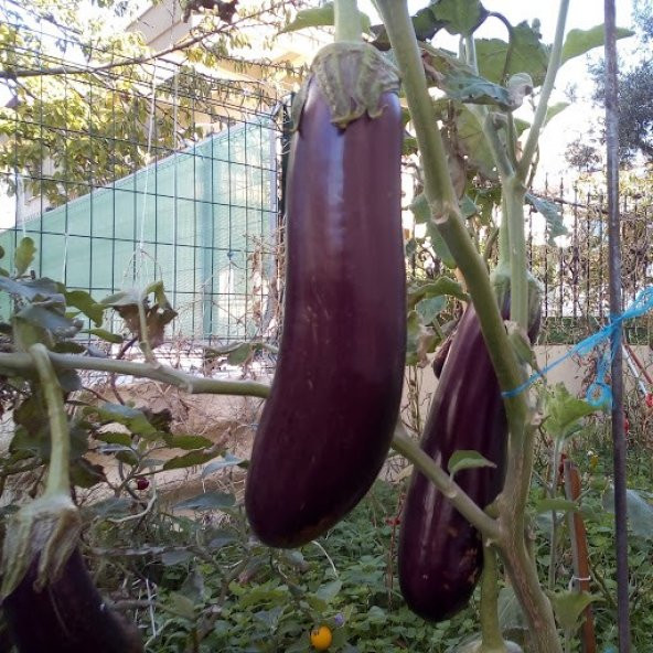 Pala Geniş İri Patlıcan Tohumu Urfa Yöresi Yerli 25 Adet ürün görseli