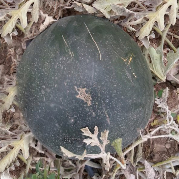 Siyah Köy Karpuzu Tohumu 10 Adet - 1