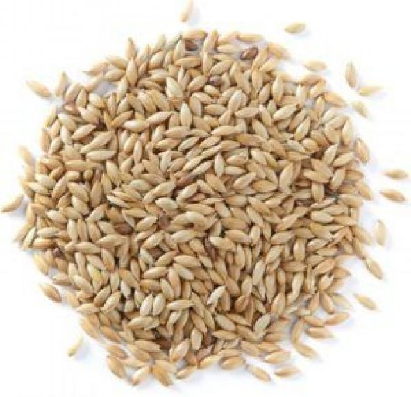 Köy Salatalığı Tohumu Yerli 10 Adet ürün görseli