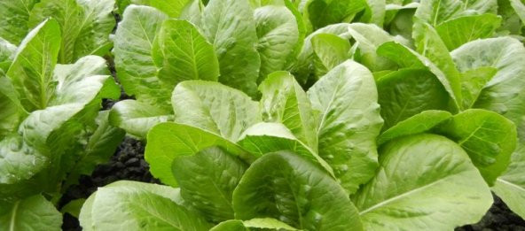 Kış Marulu Tohumu Yerli 100 Ad ürün görseli