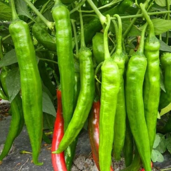 Tatlı Kıl Biber Tohumu 30 Adet ürün görseli