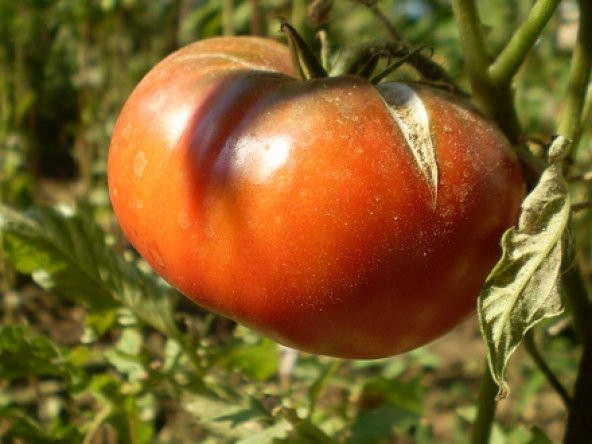 Siyah İnce Kabuk LikDomates Tohumu 10 Adet ürün görseli